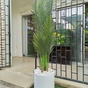 35cm half wide cylinder fiberglass pot potted with 180cm five stem palm plant