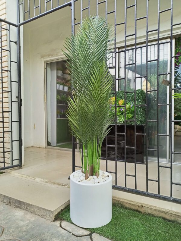 35cm half wide cylinder fiberglass pot potted with 180cm five stem palm plant