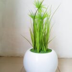 60cm reed flower plants potted with 25cm ball pot