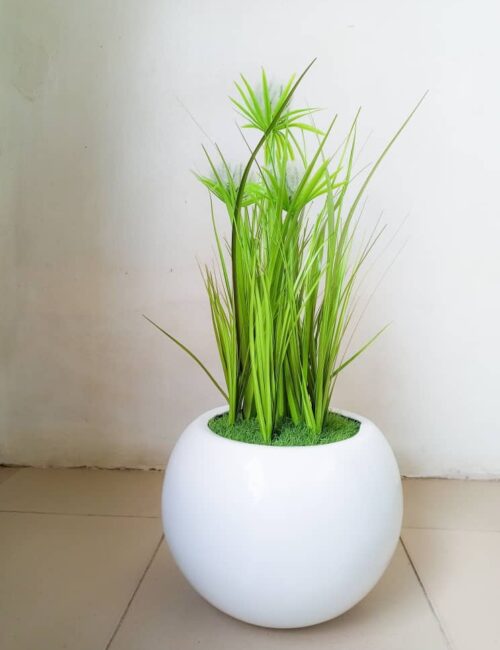 60cm reed flower plants potted with 25cm ball pot