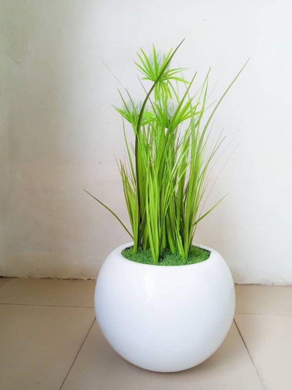 60cm reed flower plants potted with 25cm ball pot