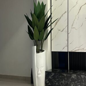 90cm idia face pot potted with 150cm skybird plant