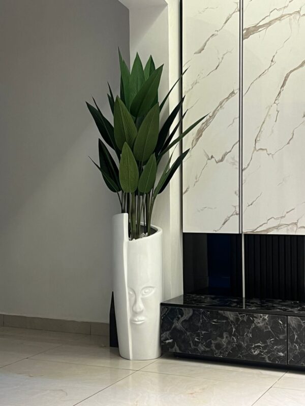 90cm idia face pot potted with 150cm skybird plant