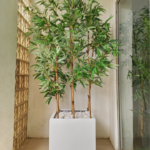 220cm Bamboo Plants Potted With A 50cmX50cm Fiberglass Vase