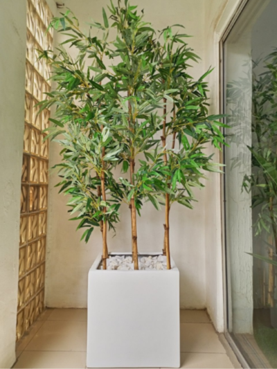 220cm Bamboo Plants Potted With A 50cmX50cm Fiberglass Vase