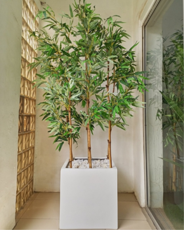 220cm Bamboo Plants Potted With A 50cmX50cm Fiberglass Vase