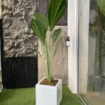 Artificial Fan Palm Potted With Square Fiberglass Pot Height 170cm