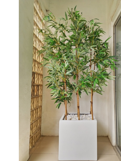 decorative plant