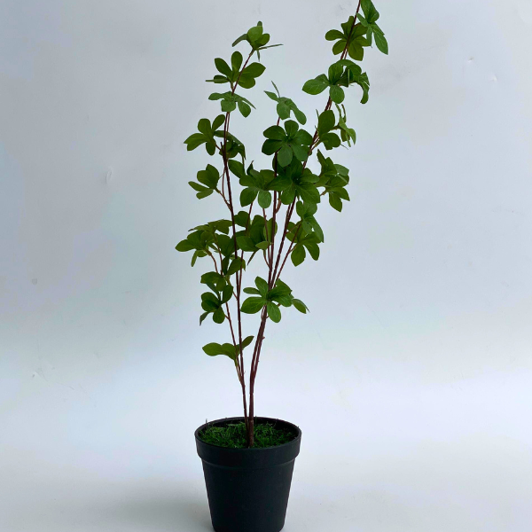 Plant Decor
