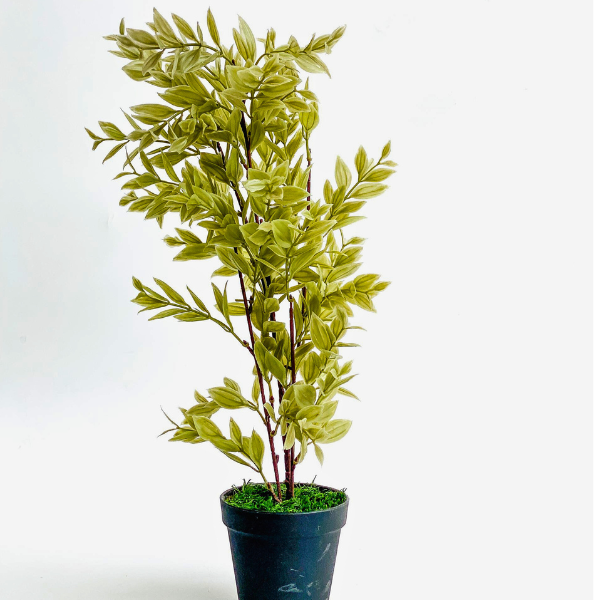 Plant Decor