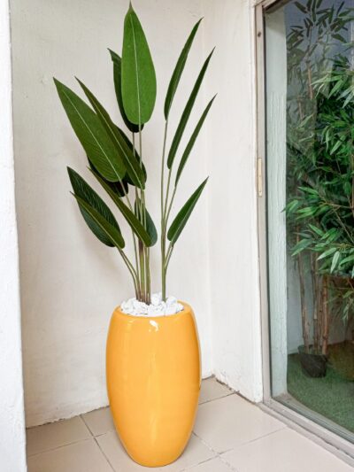 Maintenance-free indoor tropical plant