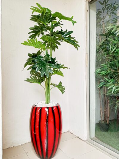 Maintenance-free indoor plant
