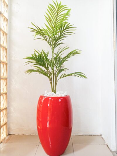 Maintenance-free indoor plant