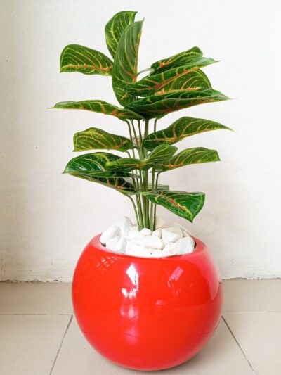 Potted mini taro plant
