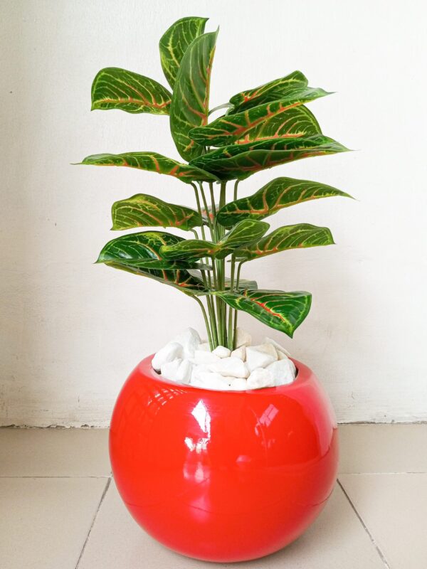 Potted mini taro plant