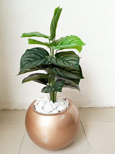 Modern decorative plant