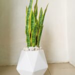 Modern artificial snake plant décor