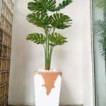 Maintenance-free indoor tropical plant