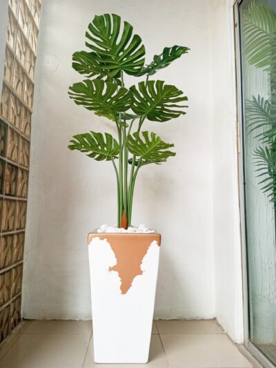 Maintenance-free indoor tropical plant