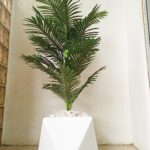 Maintenance-free tropical plant