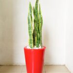 Decorative Artificial Plants