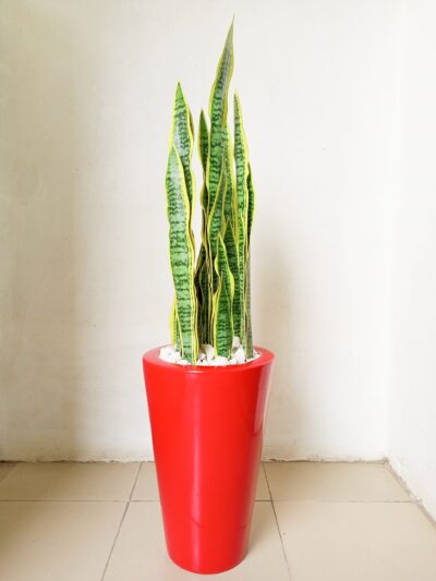 Decorative Artificial Plants