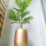 potted palm plant