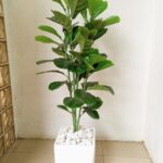 Fiberglass pot fiddle leafs