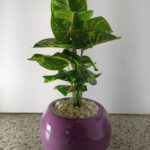 60cm potted plant
