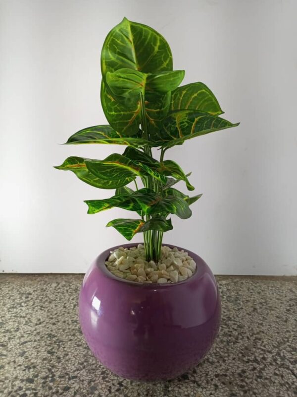 60cm potted plant