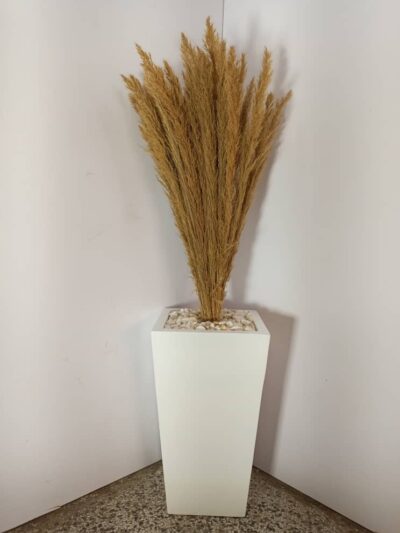 Low-maintenance decorative plant