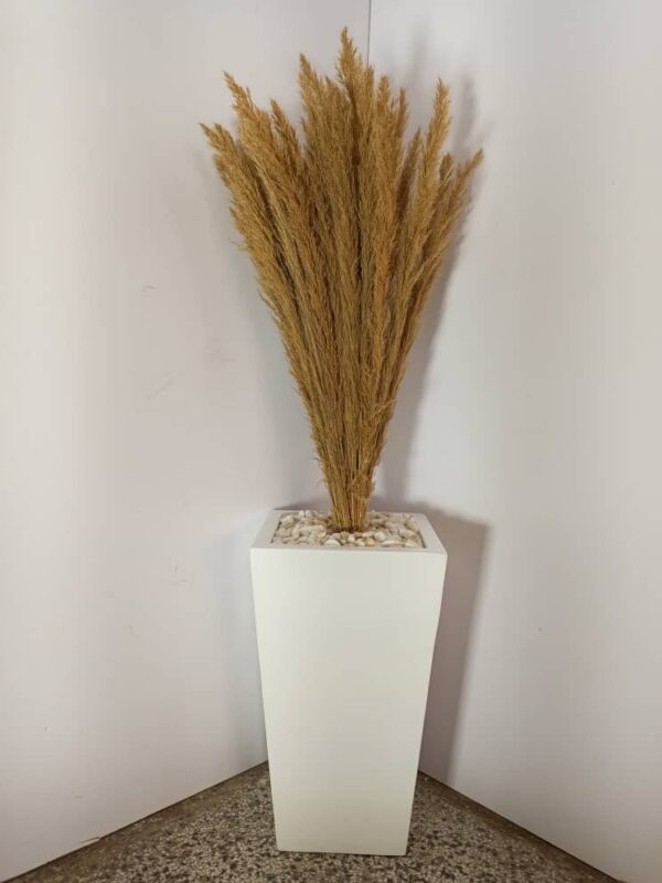 Low-maintenance decorative plant