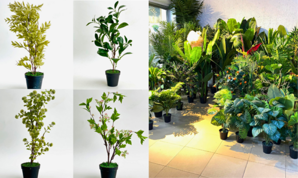 Plant Decor