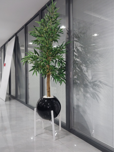 Bamboo plant in fiberglass pot