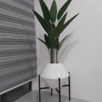 Skybird plant in fiberglass pot