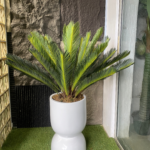 110CM Cycas Palm