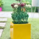 Vines flowers potted