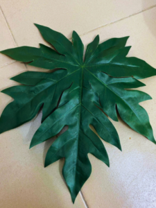 decorative indoor plant