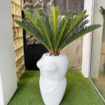 Cycas palm in fiberglass pot