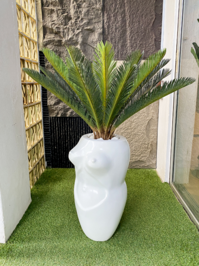 Cycas palm in fiberglass pot