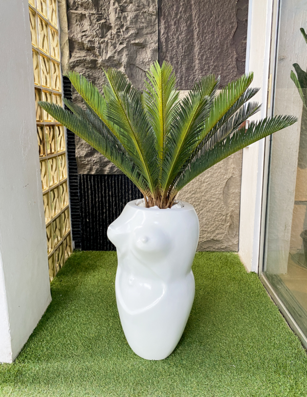 Cycas palm in fiberglass pot
