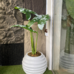 165CM Alocasia