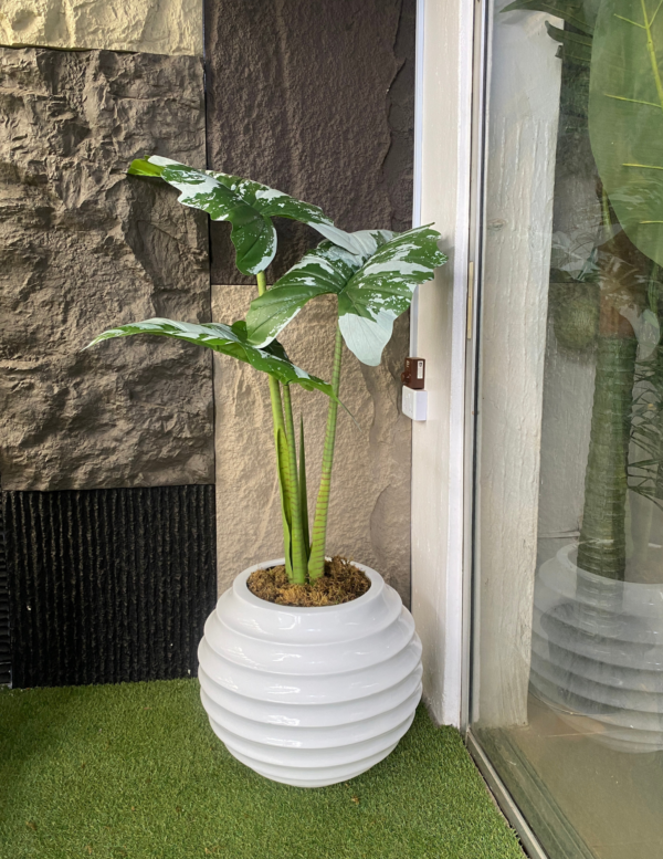 165CM Alocasia