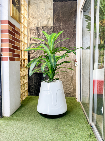 110CM Dracaena