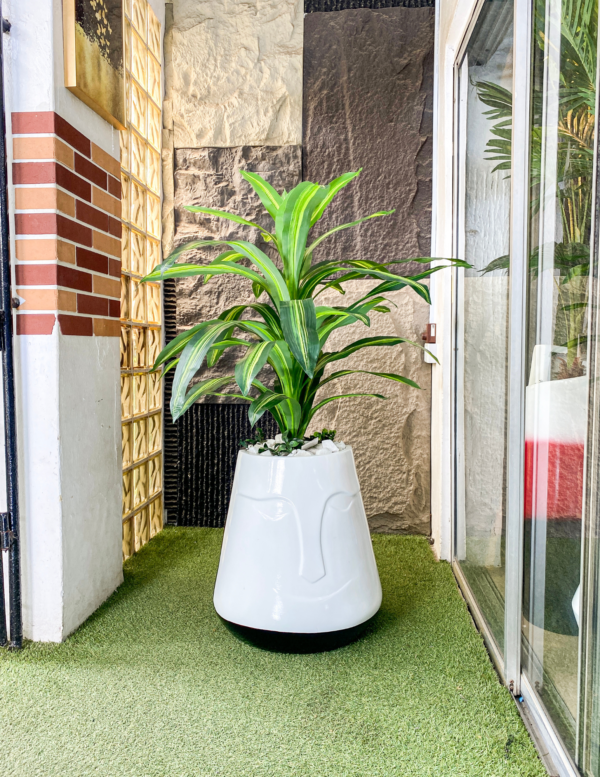 110CM Dracaena