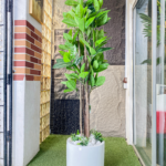 200CM Fiddle Tree