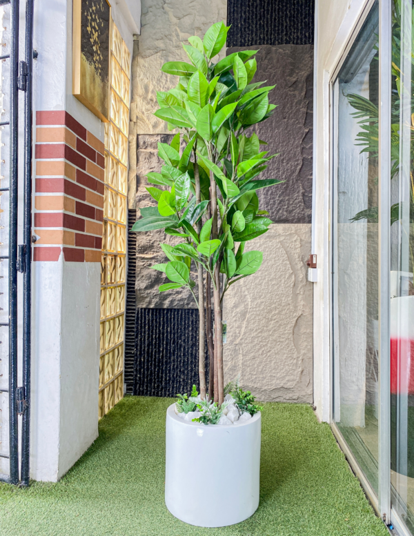 200CM Fiddle Tree