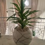 single trunk Dracaena