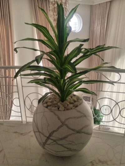 single trunk Dracaena