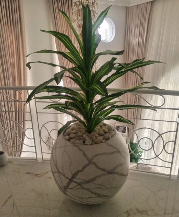 single trunk Dracaena